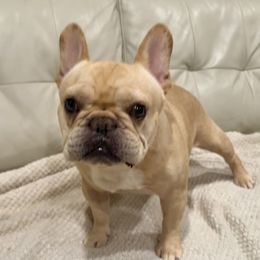 Bennie - French Bulldog