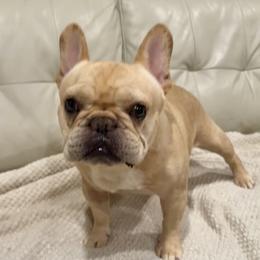 Bennie - French Bulldog