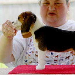 Beagle Puppies from Richmark Beagles