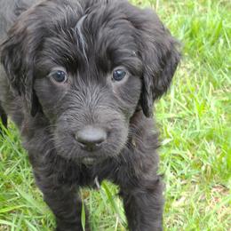 Labradoodles and Labrador Retrievers from Royal Lead Labradors
