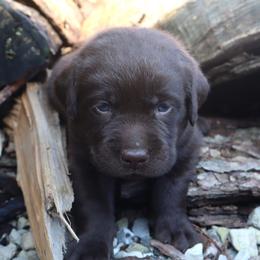 River - Chocolate female Labrador Retriever puppy in Camden, Indiana from Camden's Caring Canines