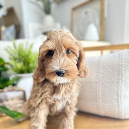 HIVE - Caramel red male Australian Labradoodle puppy in Palmdale, California from Heavenly Doodles