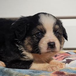Boy 4 Jerry Maguire - Black tri Miniature Australian Shepherd puppy in St. Louis, Missouri from Spotted Rump Ranch