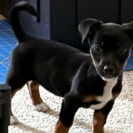 Annie Oakley - White and black female Russell Terrier puppy in Great Falls, Montana from VS Golden Fields