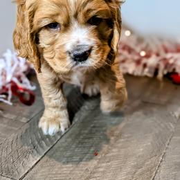 Cocker Spaniel Puppies from HoneyCoop’s