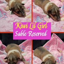 Kiwi - Sable and white female Collie puppy in Carencro, Louisiana from Cajun Bayou's Collies LLC