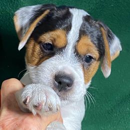 Boy 2 - Tri-color male Jack Russell Terrier puppy in Melbourne, Florida from Rustling Oaks Jack Russell Terrier’s