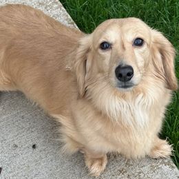 Heathcliff - Dachshund