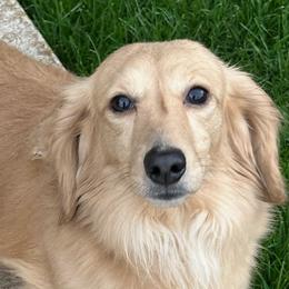 Heathcliff - Dachshund