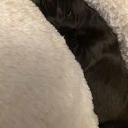 Great Dane Puppies from East Coast Great Danes