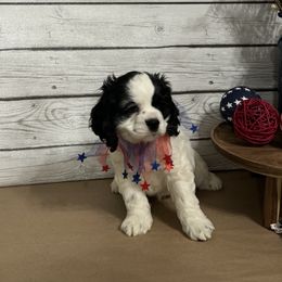 Cocker Spaniel Puppies from K&M crocker Spaniels