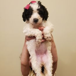 Bluebelle - Black and white female Sheepadoodle puppy in Bellevue, Iowa from Fluffy Wonders Poms and Doodles