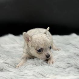 Hawk - Merle male Chihuahua puppy in Lee Center, New York from Alfheim-Andromeda Chihuahua's (A &A's)