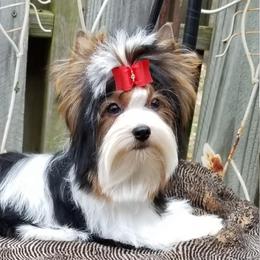Fin - Biewer Terrier