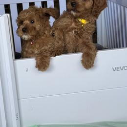 Bernedoodle, Cavapoo, Goldendoodle, Miniature Schnauzer, and Poodle Puppies from Alyssa Xxweetdoodles