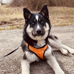 Kobah - Siberian Husky