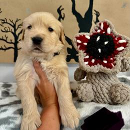 Eddie - Golden male Golden Retriever puppy in Duncan, South Carolina from Glimmer Goldens