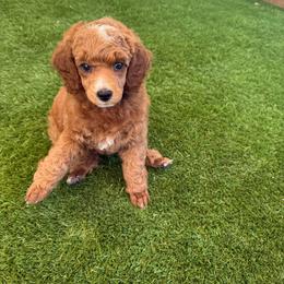 Phoenix - Parti female Poodle puppy in Mount Vernon, Illinois from AMC Poodles