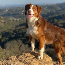 Aussiedoodles and Australian Shepherds from Lazy S Aussies