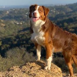 Aussiedoodles and Australian Shepherds from Lazy S Aussies