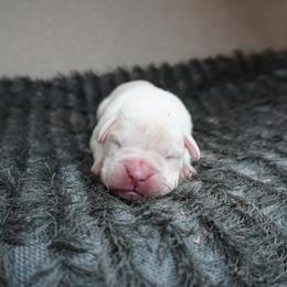 Tito - White male Boxer puppy in Russellville, Missouri from Soaring Royalty Canines LLC
