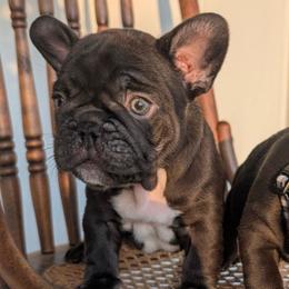 Dexter - Liver male French Bulldog puppy in Fort Atkinson, Wisconsin from Bishop Bullyz