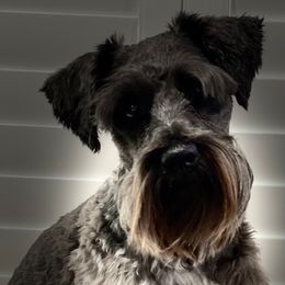 Dottie - Miniature Schnauzer