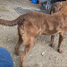 Chesapeake Bay Retriever and West Highland White Terrier Puppies from BlueBelle's Canine Companions