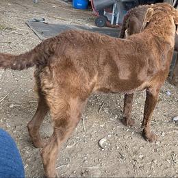 Chesapeake Bay Retriever and West Highland White Terrier Puppies from BlueBelle's Canine Companions