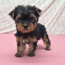 Bentley - Blue and gold male Yorkshire Terrier puppy in Monticello, Iowa from Ashley’s Puppies