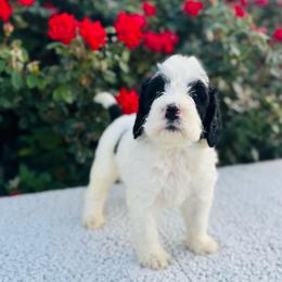 Sweet Pea (Sweetie) - Parti female Labradoodle puppy in Elizabeth City, North Carolina from Howdy Doodles