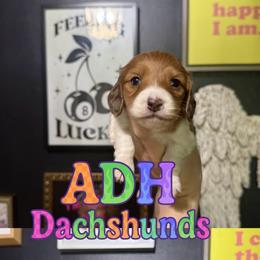 Maisie - Piebald female Dachshund puppy in Coatesville, Indiana from ADH Dachshunds