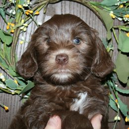 Australian Labradoodle Puppies from Windsor Creek Labradoodles