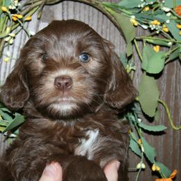 Australian Labradoodle Puppies from Windsor Creek Labradoodles