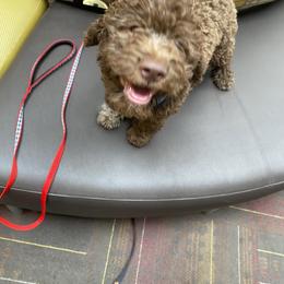 Lagotto Romagnolo Puppies from Fino Lagotto