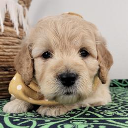 Polly - Apricot female Goldendoodle puppy in Temecula, California from Oodles O'Doodles
