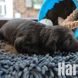 Harbor - Brown and white female Portuguese Water Dog puppy in Williamsport, Pennsylvania from Petersheim Porties