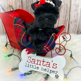 Miniature Schnauzer and Poodle Puppies from Crystal Rose Canines