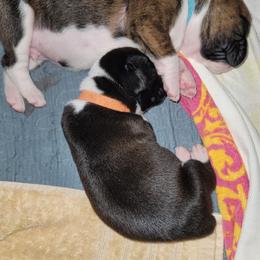 Boxer Puppies from BUTTERFLYS BOXERS
