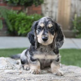 Dachshund Puppies from Rustic Bark Page's Dachshunds