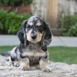 Dachshund Puppies from Rustic Bark Page's Dachshunds