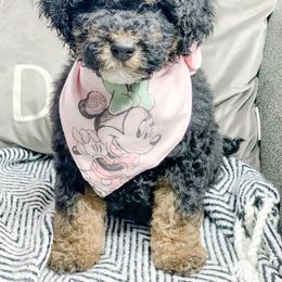 Bernedoodle, Cockapoo, and Goldendoodle Puppies from Danie’s Darling Doodles LLC