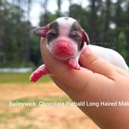Baileywick - Piebald male Dachshund puppy in Quitman, Mississippi from S-and-A Kennels