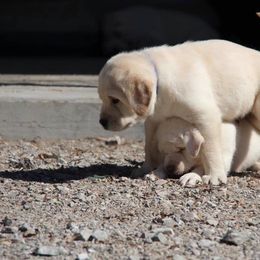 Labrador Retriever Puppies from Trapper Creek Labradors