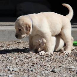 Labrador Retriever Puppies from Trapper Creek Labradors