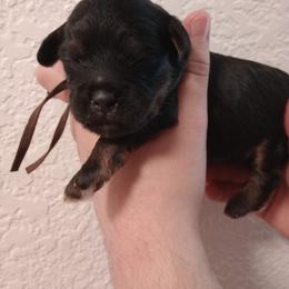 Chocolate Cosmos: Cosmo - Black and tan male Cavapoo puppy in Fairfield, Illinois from Positively Doodles