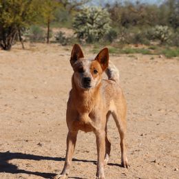 Lily - Australian Cattle Dog