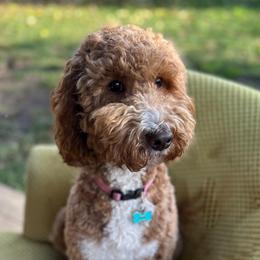 Sadie - Goldendoodle
