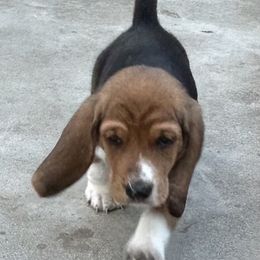 Tucker - Baby blue - Black brown and white male Basset Hound puppy in Meyersdale, Pennsylvania from Susan's Basset Hounds
