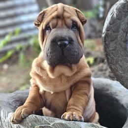 Rocky - Red fawn male Chinese Shar-Pei puppy in Bakersfield, California from Cashmerewrinkles